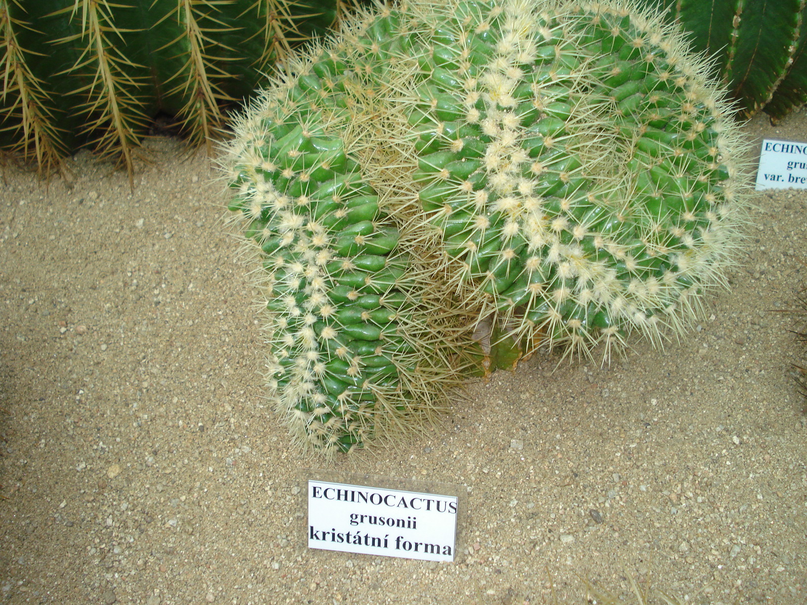 botanická zahrada 6.9 2009 014.JPG