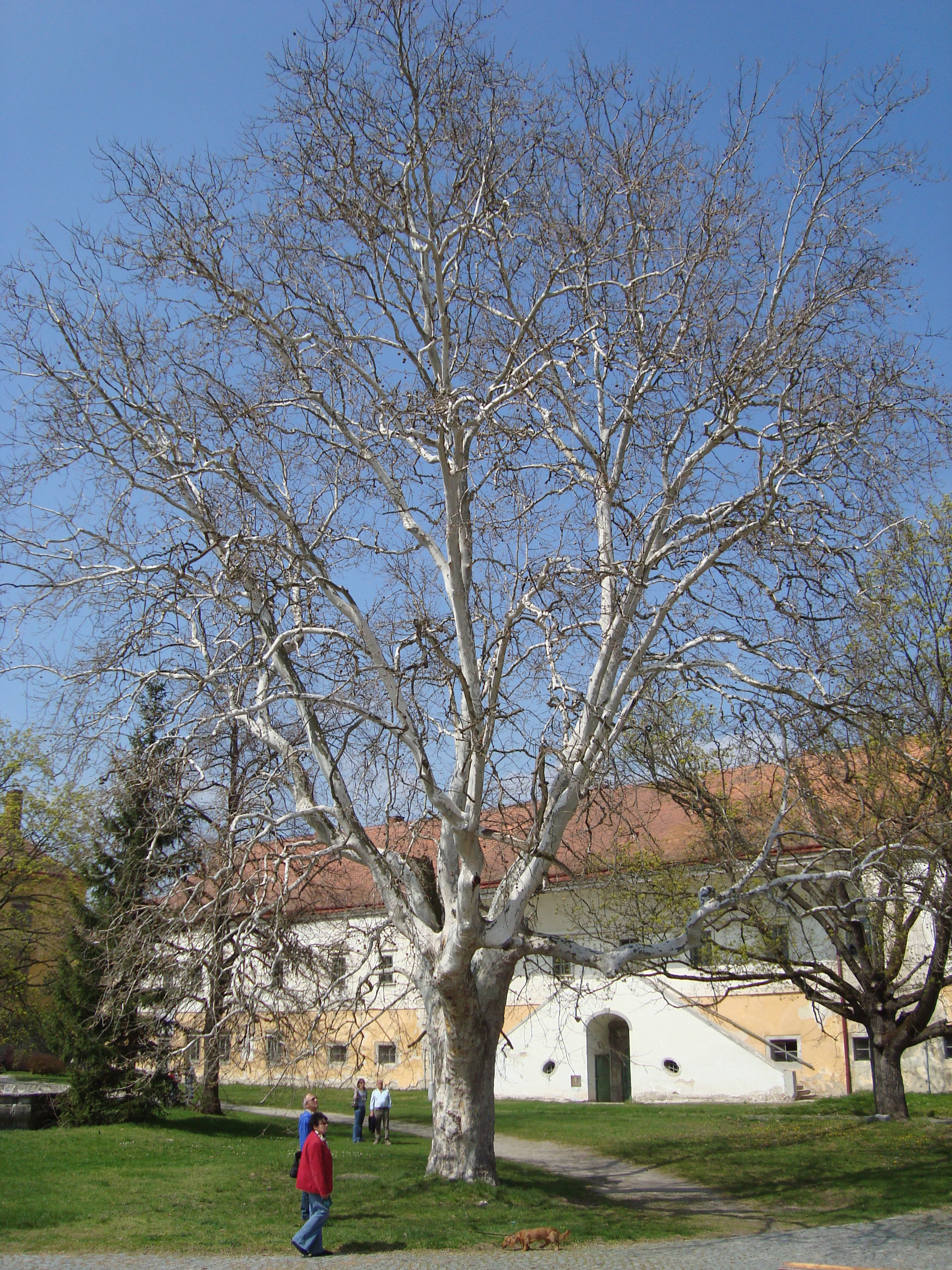 DSC03739.JPG